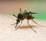 Malaria tertiana