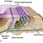 orelha_coclea_4