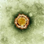 The coronavirus in an undated image. REUTERS/HPA