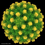 virus_hepatitis_B