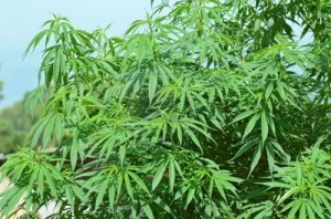 13759452-la-marihuana-plantacion-en-chiang-mai-tailandia