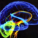 cerebro-consciencia