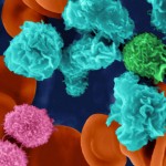 immune-cells