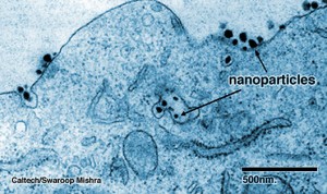 NanoparticulasCancer