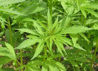 Consumo de cannabis durante la adolescencia afecta regiones del cerebro asociadas con la esquizofrenia