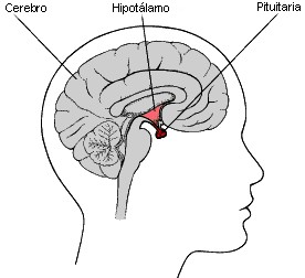 glandula pituitaria