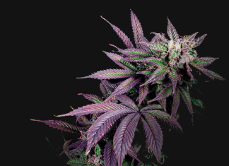 La marihuana contiene sustancias químicas que inhiben el virus del VIH en la etapa tardía del SIDA