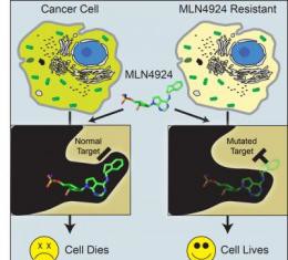 Los científicos descubren los secretos de la resistencia contra el cáncer