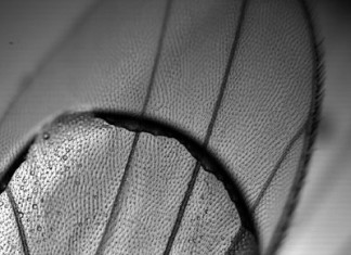 Los biólogos identifican una enzima involucrada en la protección de los nervios