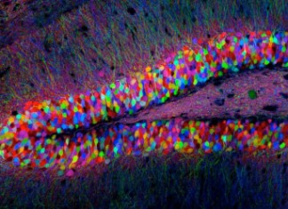 Los investigadores muestran que los recuerdos residen en células específicas del cerebro