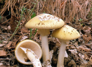 Hongo venenoso para detener el cáncer de páncreas