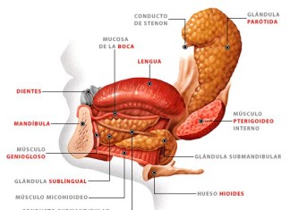 Enzima en la saliva ayuda a regular la glucosa en la sangre