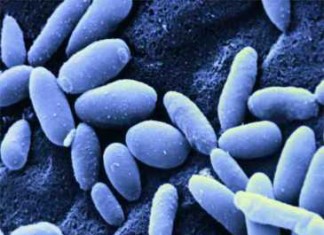 Los antibióticos aumentan el riesgo de infección por Candida resistente a antifúngico