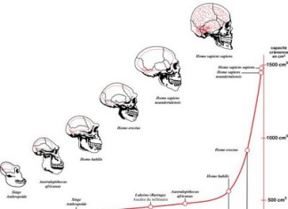 Un puñado de cambios genéticos llevaron a grandes cambios en el cerebro humano