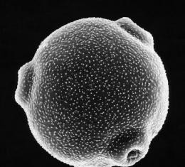 El polen: algunos son mucho más agresivos que otros