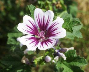 Las plantas pueden ser la clave para tratamiento de la diabetes