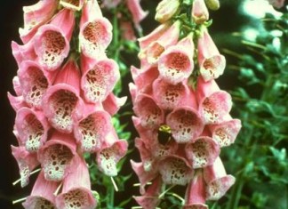 Medicamento antiguo para el corazón activa mecanismos de protección de los vasos sanguíneos