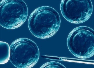 Las células madre pueden combatir la diabetes