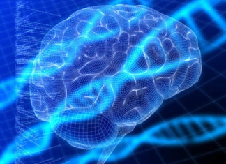 Gen puede vincular la diabetes y el Alzheimer