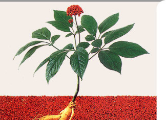 Ginseng combate la fatiga en pacientes con cáncer