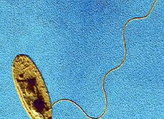 Número de casos de legionarios en el Reino Unido se eleva a 61