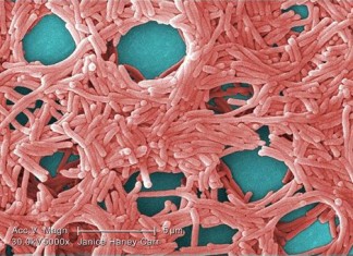 Descubrimiento inesperado destaca papel en el regulador de muerte celular