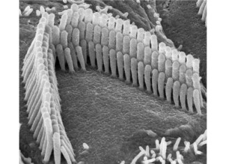 El oído informa al cerebro de una manera sorprendentemente organizada: estudio