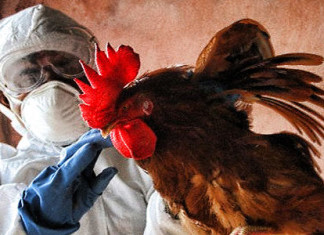 Preocupación crece con el brote de H1N1 en Bolivia