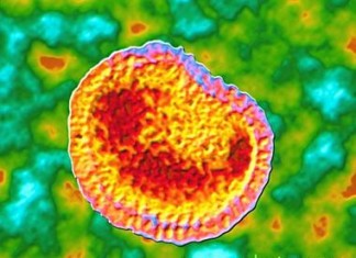 China reporta brote de gripe aviar