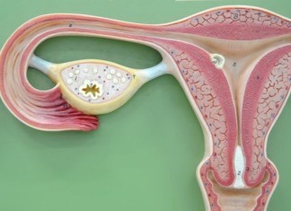 Trasplantes ováricos pueden preservar la fertilidad en sobrevivientes de cáncer jóvenes