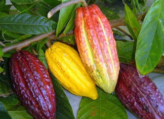 Compuestos de cacao pueden reducir la presión arterial