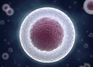 Los investigadores transforman células de la sangre en células madre