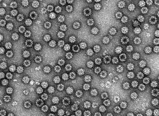 Sospecha de virus que provoca vómitos enferma 4.000 niños alemanes