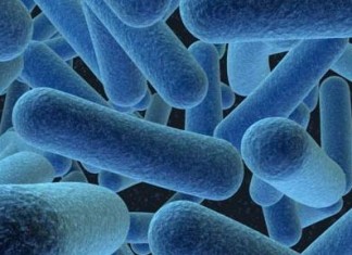 Las buenas bacterias en el intestino pueden prevenir la diabetes