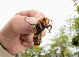 Avispas gigantes matan a 42 personas en China