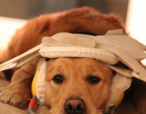 Perros y humanos tienen ‘áreas de voz’ en el mismo lugar en el cerebro