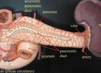 Los científicos utilizan la resonancia magnética para visualizar la inflamación del páncreas en la diabetes tipo 1