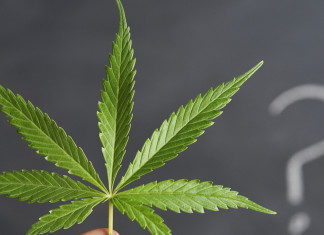 Marihuana ayuda a «curar» los huesos