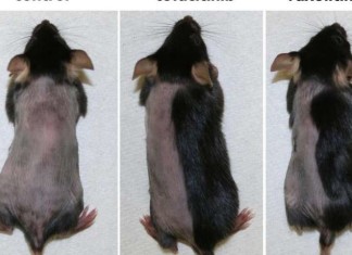 Fármacos prometen crecimiento robusto de cabello nuevo