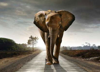 Cáncer: comprender la resistencia en los elefantes podría ayudar en el tratamiento humano