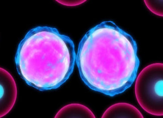 Leucemia: Investigadores crean ‘a la carta’ para mejor estudio