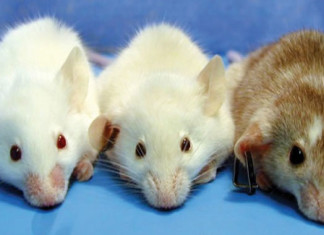 ¿Cómo mejorar la condición social de una rata ansiosa?