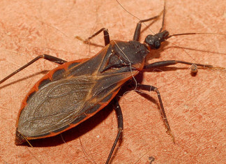 Inmigrantes latinoamericanos en España deben ser examinados para la enfermedad de Chagas