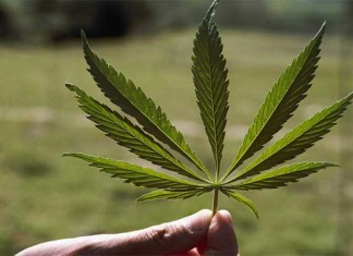 ¿Qué has dicho? El consumo de marihuana vinculado a peor memoria verbal