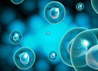 Esperanza de vida en ratones aumentó con la eliminación de las células senescentes