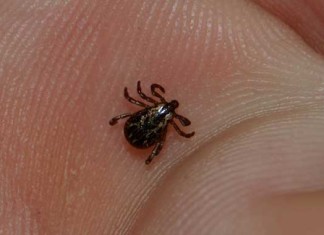 Descubierta nueva bacteria que causa la enfermedad de Lyme