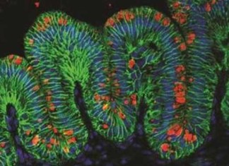 Productoras de insulina en mini-estómagos: un cambio de juego para la diabetes?