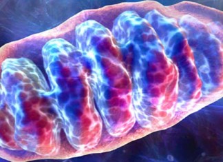 La erradicación de las mitocondrias de las células puede revertir el envejecimiento