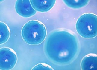 Mutación del gen BRCA1 vinculado a un menor número de óvulos en ovarios