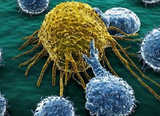 Inmunoterapia del cáncer: proteína frena las células asesinas naturales